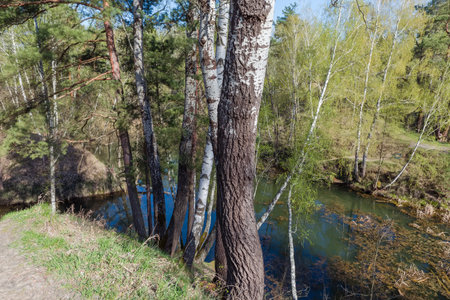 Aspens, pines and birches growing on steep hilly bank of small forest shallow lake in spring sunny morningの写真素材