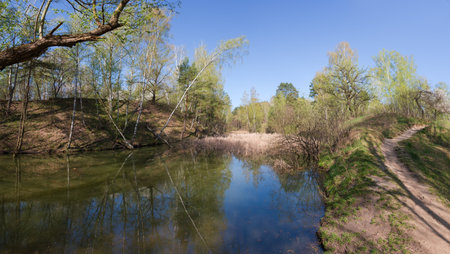 Shallow forest lake partly overgrown with dry reeds, between the steep hilly banks with different trees in sunny spring morning, panoramic viewの写真素材