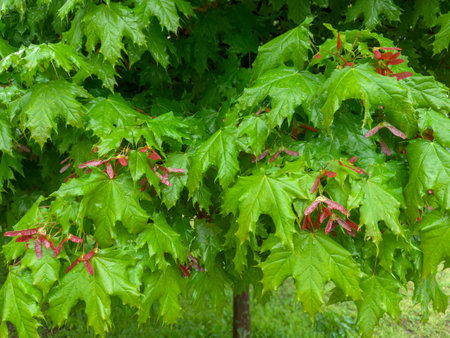 Branches of the ornamental Norway maple with wet fresh leaves and red young double winged seeds, so-called samaras covered with water drops in overcast rainy weatherの写真素材