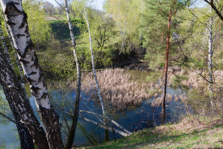 Shallow forest lake overgrown with reeds, top view between the trees growing on steep hilly bank in sunny spring morningの写真素材