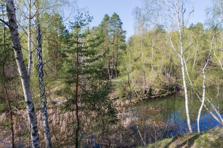 Shallow forest lake partly overgrown with reeds, top view between the trees growing on steep hilly bank in sunny spring morningの写真素材