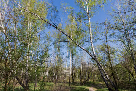 Section of the forest with leaning birches on a foreground on a spring sunny morningの写真素材