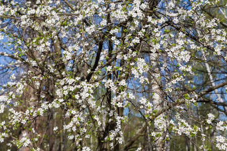 Branches of the blooming cherry tree on a blurred background of the other trees in sunny weather in selective focus, backgroundの写真素材