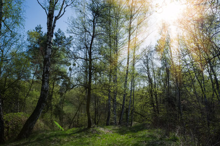 Hilly section of the forest with birches on foreground in spring sunny morning backlitの写真素材
