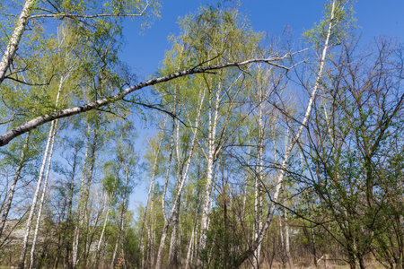 Leaning trunk of birch with branches with young leaves and catkins on a foreground against the other birches in spring forest in sunny morningの写真素材