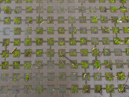 Fragment of wet footpath paved with concrete tiles with grass in the intervals between them, partly covered with fallen twigs and catkins, top view in overcast dayの写真素材