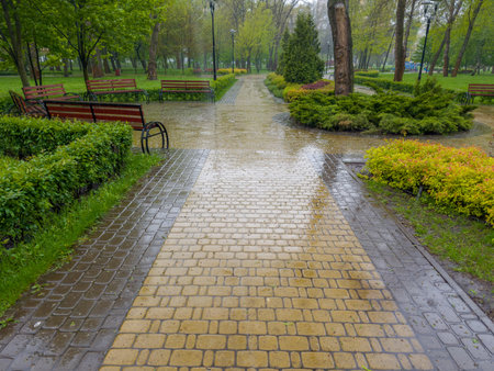 Alley with wet footpath paved with paving slabs and garden benches in the spring park during the heavy rainの写真素材