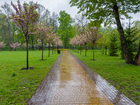 Alley with wet footpath paved with paving slabs and rows of the cherry blossom trees with pink flowers on both sides in the spring park during the heavy rainの写真素材