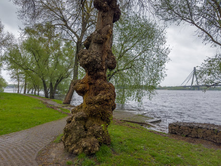 Trunk of the old poplar with numerous gnarled knotted outgrowths, so-called burls on the river bank during the spring flood in overcast dayの写真素材