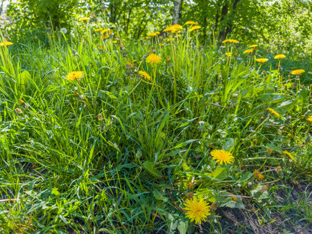 Bushes of the blooming dandelion growing on a lawn among the other grass in spring sunny morning, view from the bottom shooting pointの写真素材