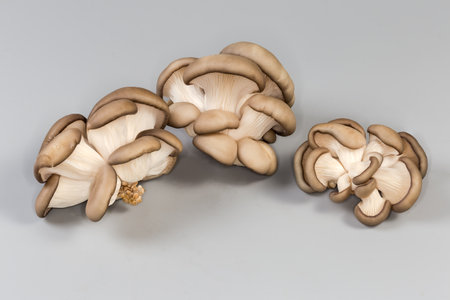 Several small clusters of the freshly harvested cultivated raw oyster mushrooms on a gray backgroundの写真素材