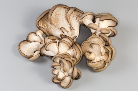 Several small clusters of the freshly harvested cultivated raw oyster mushrooms on a gray backgroundの写真素材