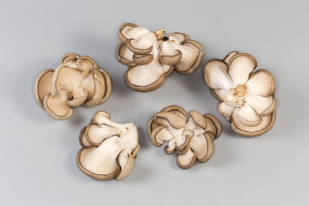 Several small clusters of the freshly harvested cultivated raw oyster mushrooms on a gray backgroundの写真素材