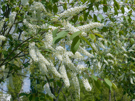 Branches of blooming bird cherry, species of Prunus virginiana with characteristic racemose inflorescences of small white flowers in sunny dayの写真素材