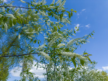 Branches of blooming bird cherry, species of Prunus virginiana with characteristic racemose inflorescences of small white flowers against the clear sky in sunny dayの写真素材