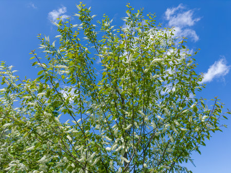 Top of blooming bird cherry, species of Prunus virginiana with characteristic racemose inflorescences of small white flowers against the clear sky in sunny dayの写真素材
