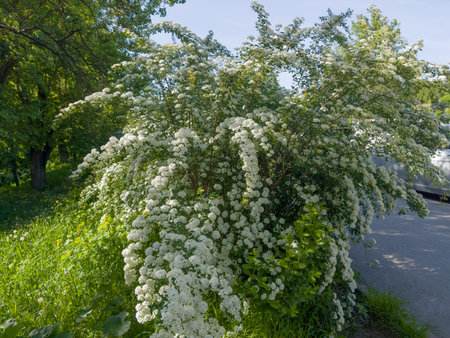 Bush of blooming spiraea with clusters of white small flowers on grass next the footpath in spring sunny morningの写真素材