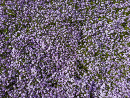 Fragment of lawn covered with mat of blooming creeping phlox, or moss phlox with small purple flowers, top view in sunny weather, backgroundの写真素材