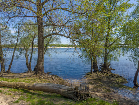 Old willows and poplars growing on river bank with snag in form of fallen partly rotten tree trunk with roots on a foreground in spring sunny dayの写真素材