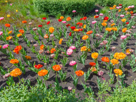 Terry tulips with flowers various colors on the flower bed in park in sunny weatherの写真素材