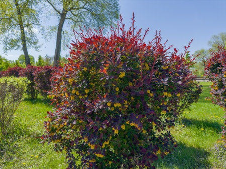 Bush of blooming barberry, species of Berberis ottawensis Superba with inked red-purple leaves and yellow flowers in park in sunny dayの写真素材