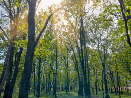 Different old deciduous trees in city park in spring sunny day, backlitの写真素材