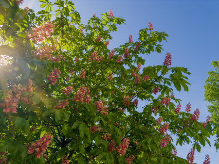 Branches of the red blooming horse-chestnuts with leaves and inflorescences against the clear sky, fragment in selective focus backlitの写真素材