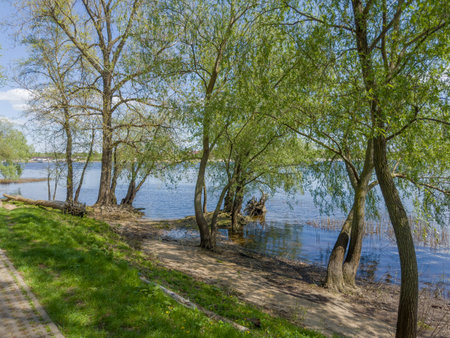 Old willows and poplars growing on bank of wide plain river in park in spring sunny dayの写真素材