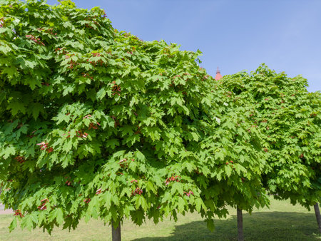Young ornamental maples with fresh leaves and unripe red double winged seeds, so-called samaras in a public garden in spring sunny weatherの写真素材