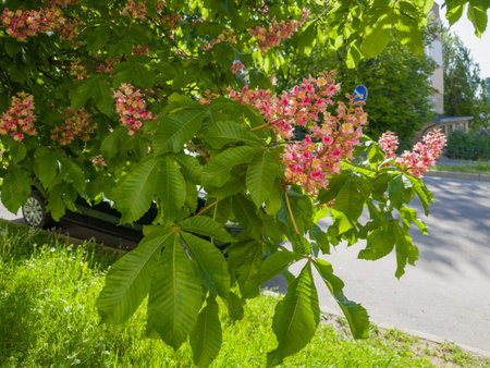 Branches of the red blooming horse-chestnuts with leaves and inflorescences against the road on city streetの写真素材