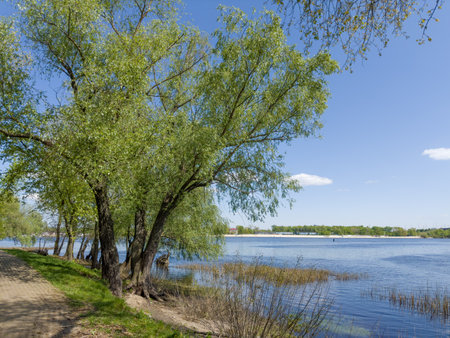 Old willows growing on bank of wide plain river in park in spring sunny dayの写真素材