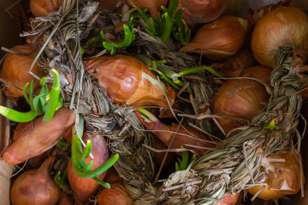 Braided bundle of a last year's bulb onion with several sprouted bulbs with green young shoots, top view close-upの写真素材