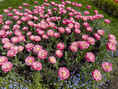 Terry tulips with pink flowers on the flower bed in park in sunny weatherの写真素材