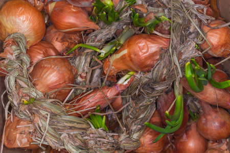Braided bundle of a last year's bulb onion with several sprouted bulbs with green young shoots, top view close-upの写真素材