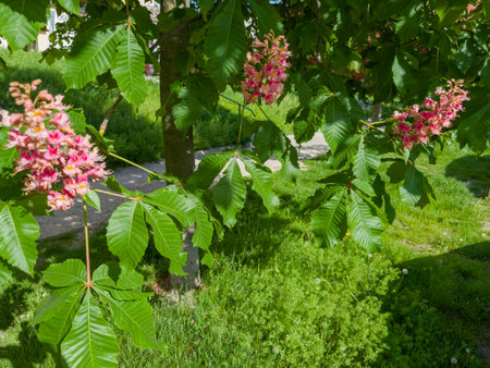 Branches of the red blooming horse-chestnuts with leaves and inflorescences, fragment in selective focus against the grassの写真素材