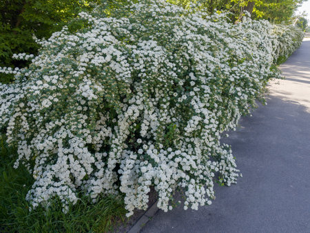 Bushes of blooming spiraea with clusters of small white flowers growing in row next the paved footpath in spring sunny morningの写真素材