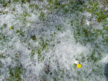Poplar fluff lying on the various green grass and illuminated by the sun, top viewの写真素材