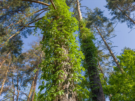 Stems of the maiden grapes with green leaves creeping on the trunks of old pines in a forest in sunny spring day, bottom up viewの写真素材