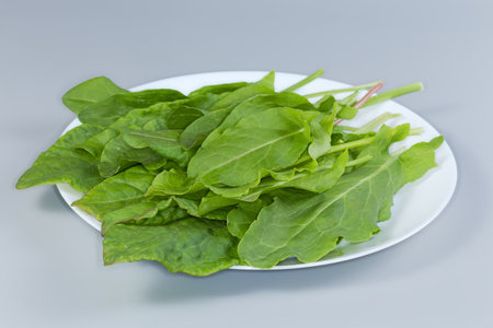 Freshly picked leaves of the garden sorrel on a white dish on a gray background, side view close-up in selective focusの写真素材