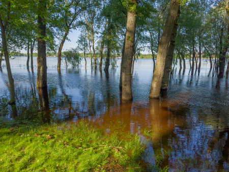 Trees standing in the water on a submerged bank of wide river during the spring flood in park in sunny eveningの写真素材