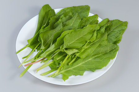 Freshly picked leaves of the garden sorrel on a white dish on a gray backgroundの写真素材