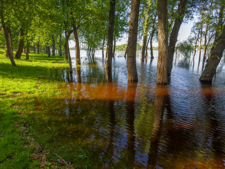 Trees standing in the water on a submerged bank of wide river during the spring flood in park in sunny eveningの写真素材