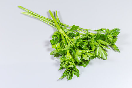 Several stems of the freshly harvested parsley, of species with flat leaves, on a gray backgroundの写真素材