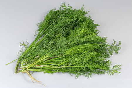 Bunch of the stems of young freshly harvested dill on a gray backgroundの写真素材