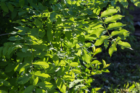 Branches of the ash-tree with fresh young leaves in spring sunny morning on a dark blurred background backlitの写真素材