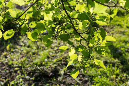 Branch of the black mulberry tree with young unripe fruits in sunny evening backlit on a blurred...