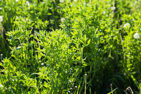 Stems of the young alfalfa on a field on a blurred background of the other plants in spring sunny day backlitの写真素材