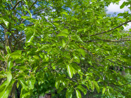 Branch of the black mulberry tree with young unripe fruits in sunny day on a blurred background,...