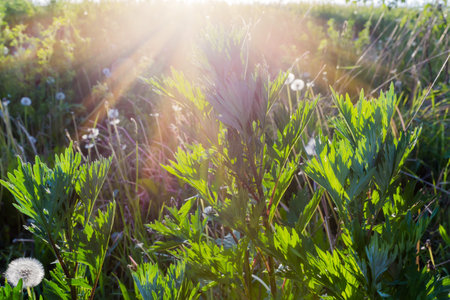 Stems of young mugwort, species Artemisia vulgaris against the other grass in beams of evening sun backlitの写真素材