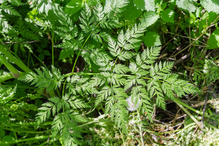 Plant stem with green deep carved serrated leaves in spring sunny morning, top view on a dark...